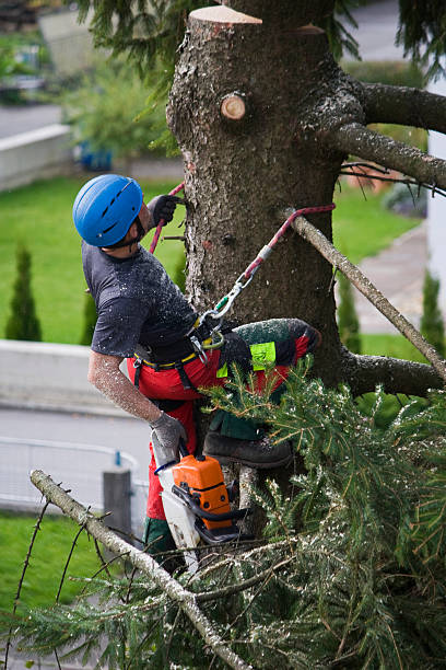 Trusted Hillcrest, NY Tree Services Experts