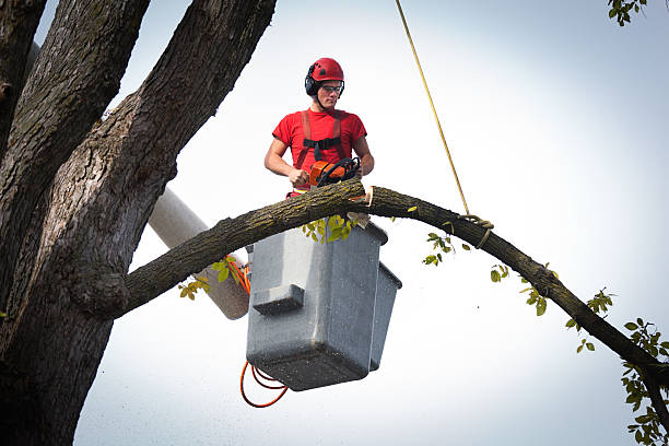 How Our Tree Care Process Works  in  Hillcrest, NY
